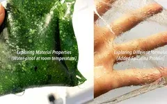 海藻包装:可持续发展的未来?