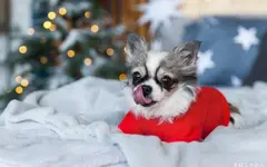 从实用到惊艳：如何用数字印刷重塑宠物食品包装？